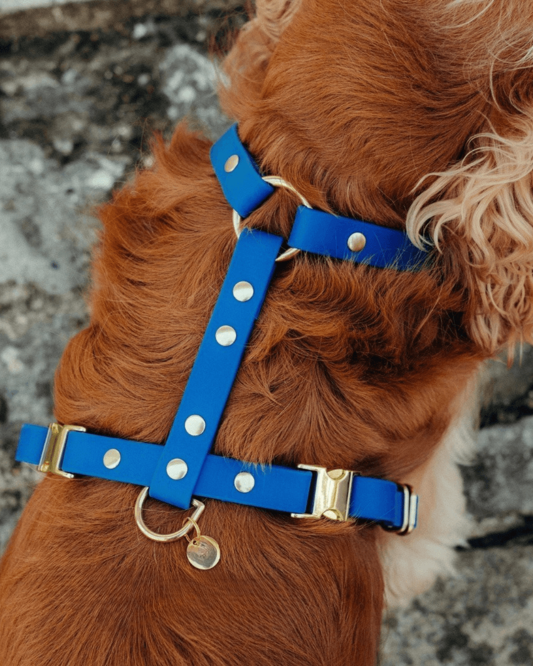 Harnais artisanal pour chien